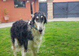 Fifa Borzoi