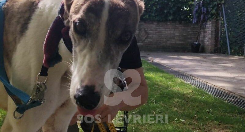 Honey 2 Greyhound