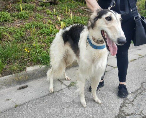 Lera Borzoi