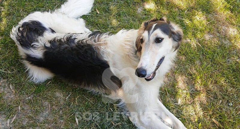 Lera Borzoi