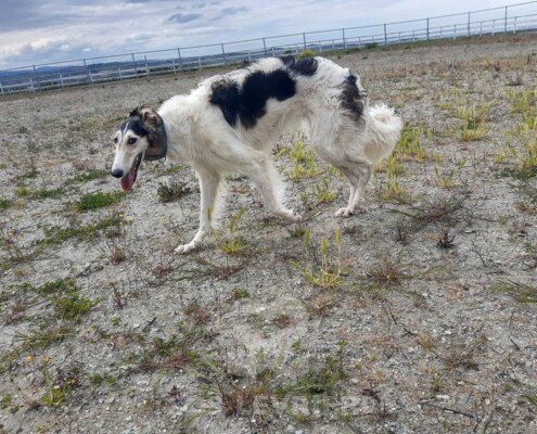 Lera Borzoi