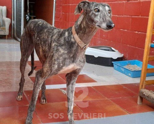 Malindi Galgo