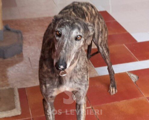 Malindi Galgo