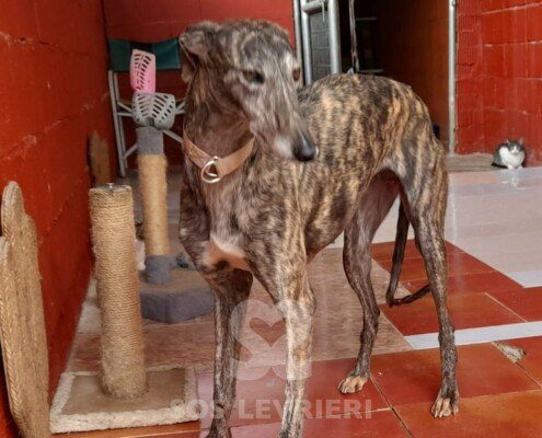 Malindi Galgo