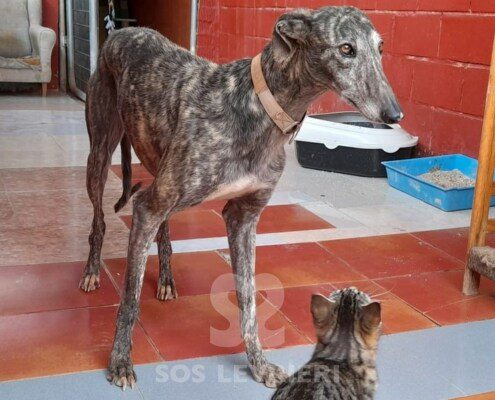 Malindi Galgo