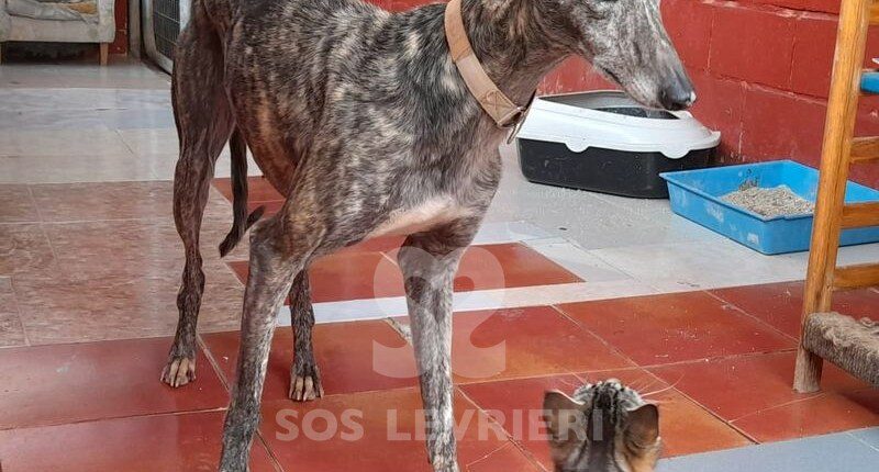 Malindi Galgo