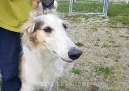 Michel Borzoi