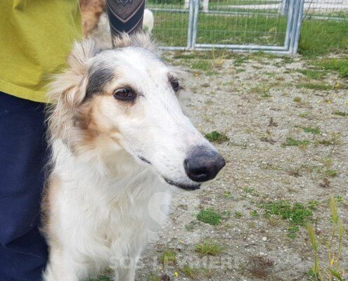 Michel Borzoi