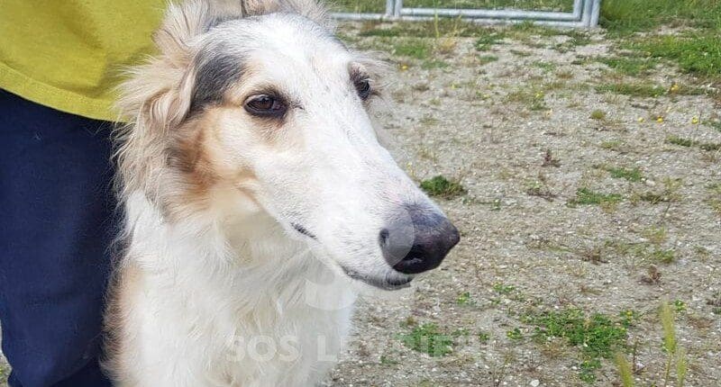 Michel Borzoi