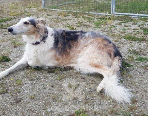 Michel Borzoi