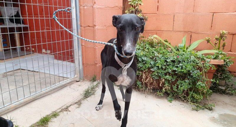 Naika Galgo