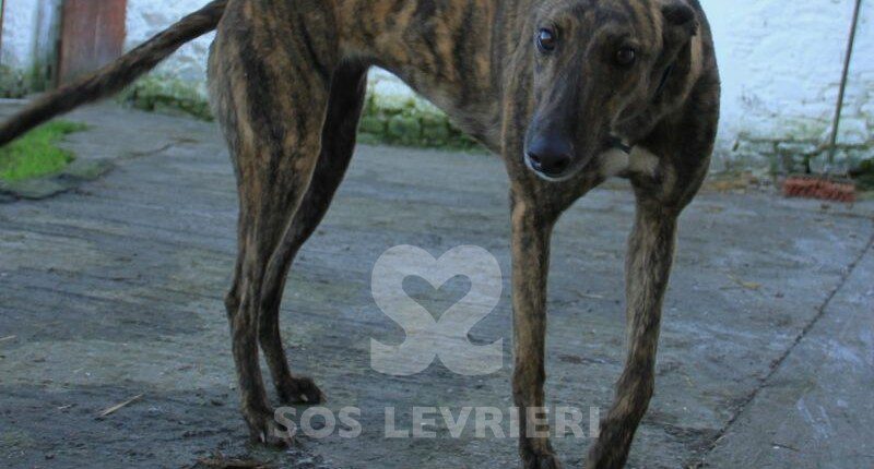 Polly 2 Greyhound