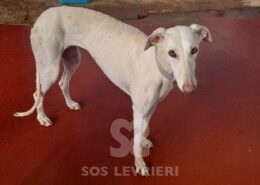 Sevilla Galgo