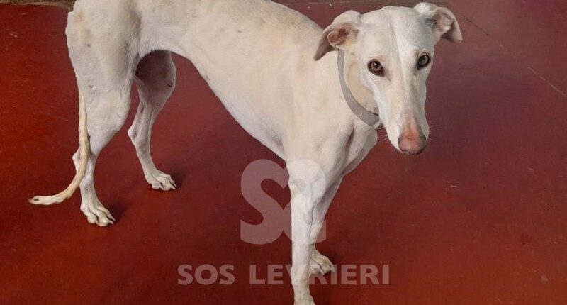 Sevilla Galgo