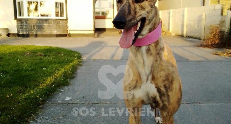 Sue 4 Greyhound