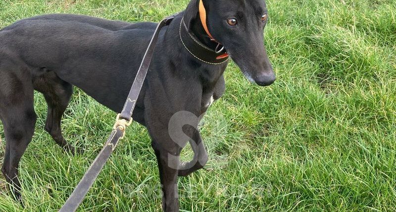 Tatyana Greyhound
