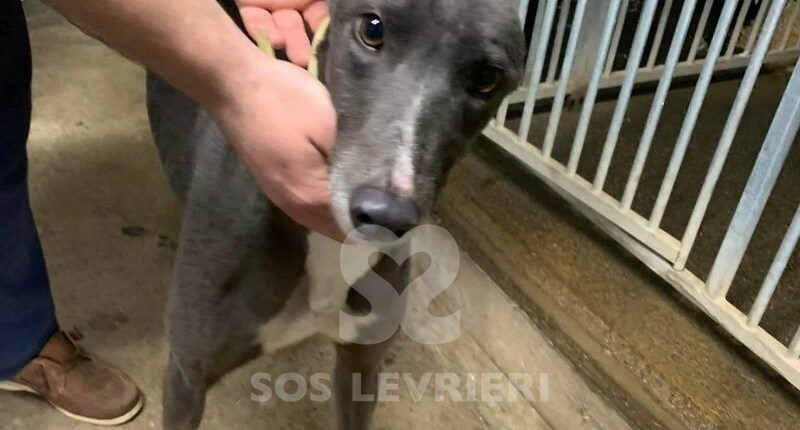 Taylor 2 Greyhound