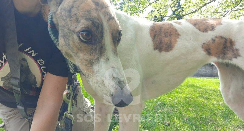 Lotti Greyhound