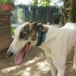 Muchy Greyhound