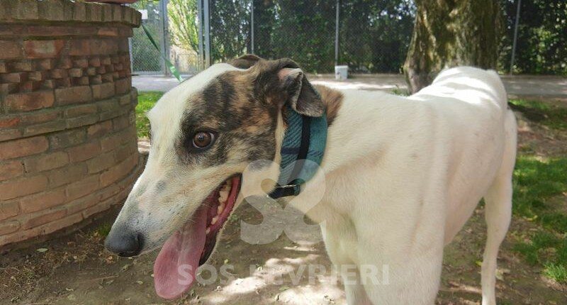 Muchy Greyhound