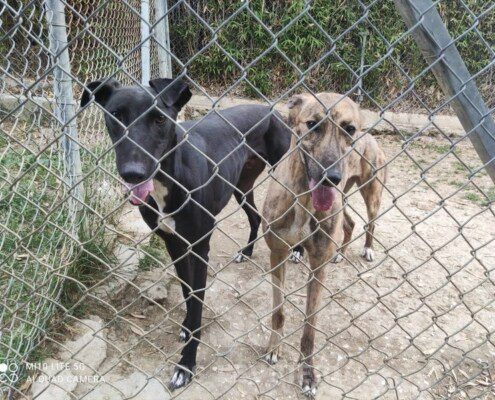 Rudy 3 Greyhound