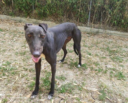Rudy 3 Greyhound