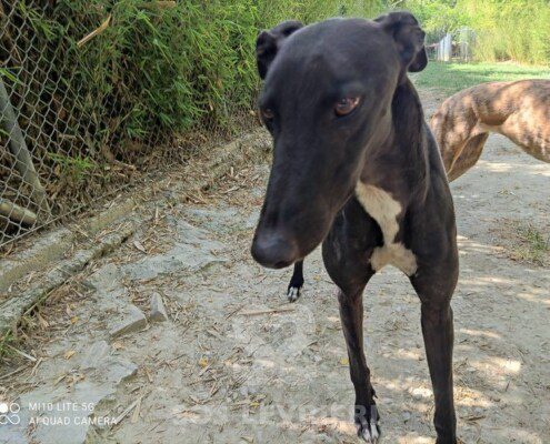 Rudy 3 Greyhound