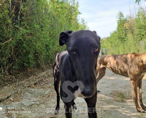 Rudy 3 Greyhound