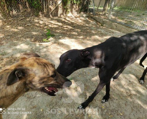 Rudy 3 Greyhound