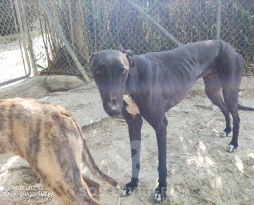 Sue Greyhound