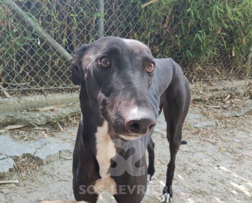 Rudy 3 Greyhound