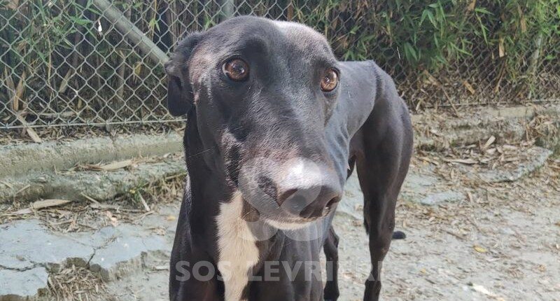 Rudy 3 Greyhound