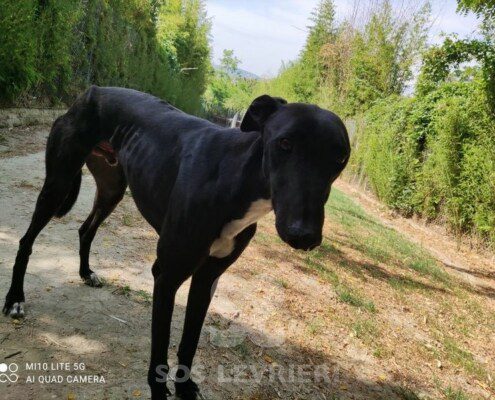 Rudy 3 Greyhound