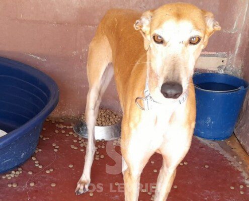 Tina 3 Galgo