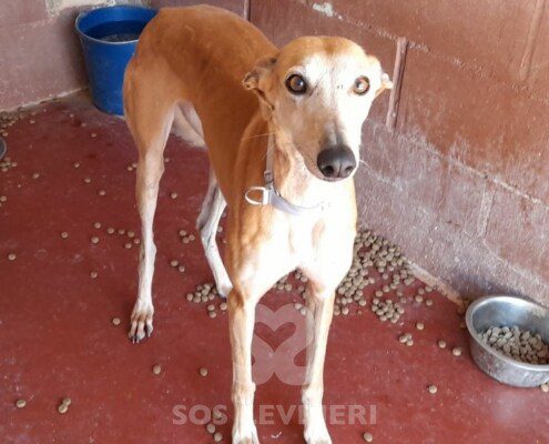 Tina 3 Galgo