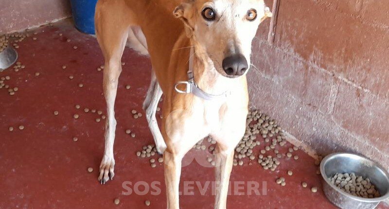Tina 3 Galgo