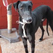 Arrivo Galgo 4 Giugno 2022 Arrivo Galgo 4 Giugno 2022