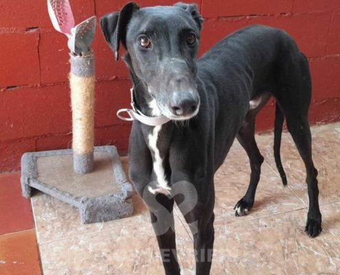 Arrivo Galgo 4 Giugno 2022