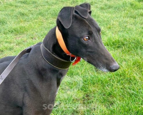 Arrivo Greyhound SOS Levrieri sabato 21 Maggio 2022