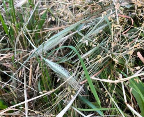 Forasacchi pericolosi per i nostri Levrieri