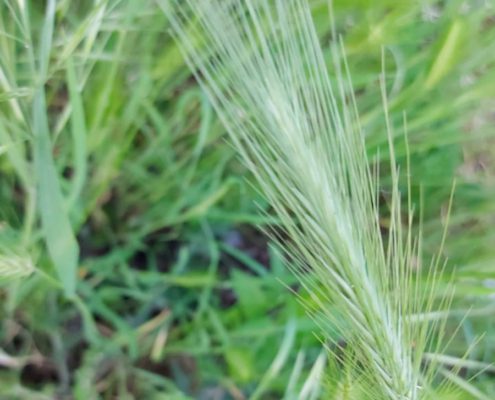 Forasacchi pericolosi per i nostri Levrieri