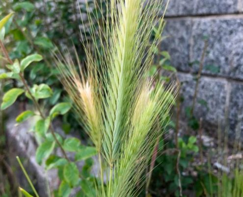 Forasacchi pericolosi per i nostri Levrieri