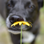 L’olfatto del cane: quando la natura sa sorprendere
