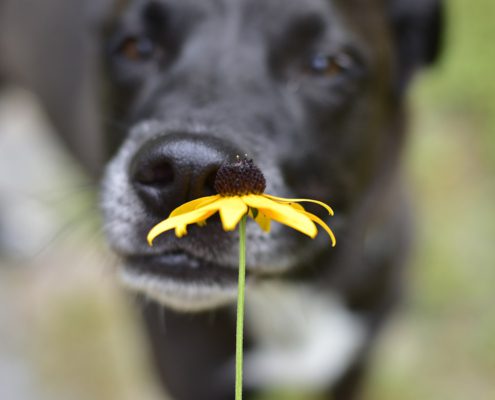 L’olfatto del cane: quando la natura sa sorprendere