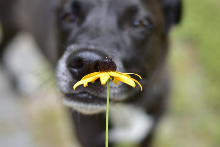 L’olfatto del cane: quando la natura sa sorprendere