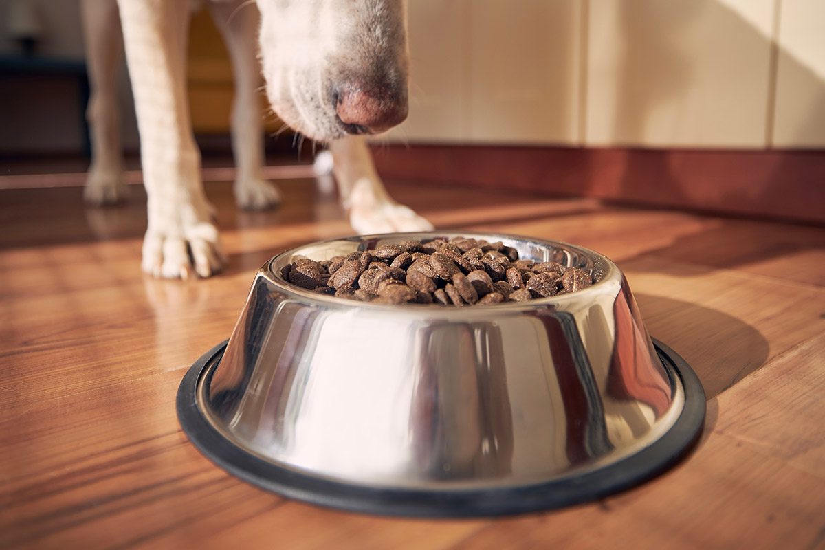L’olfatto del cane: quando la natura sa sorprendere