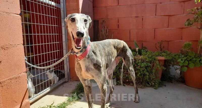 Amantea Galgo