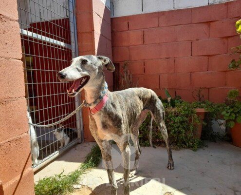 Amantea Galgo