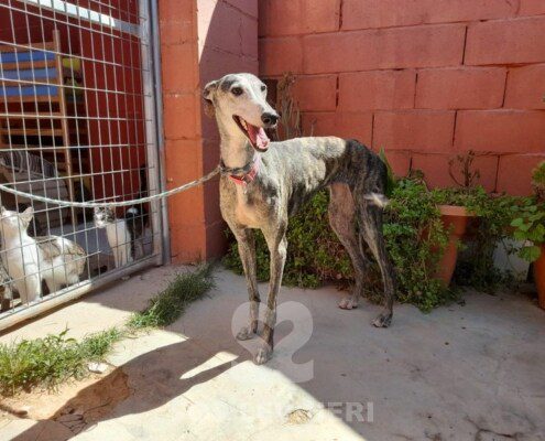 Amantea Galgo
