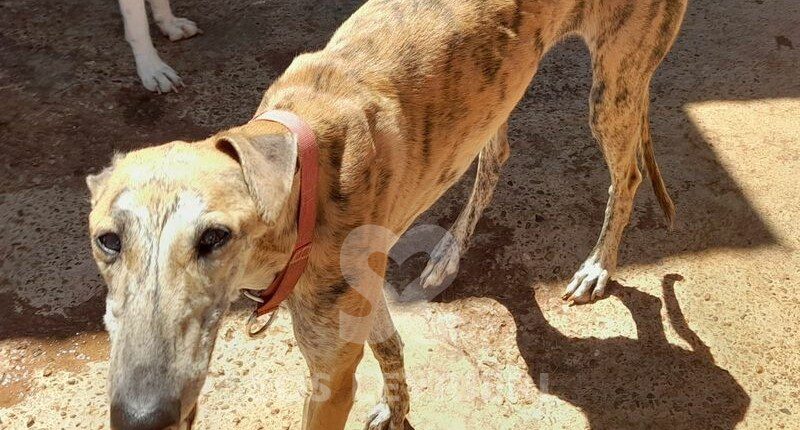 Angelica 2 Galgo